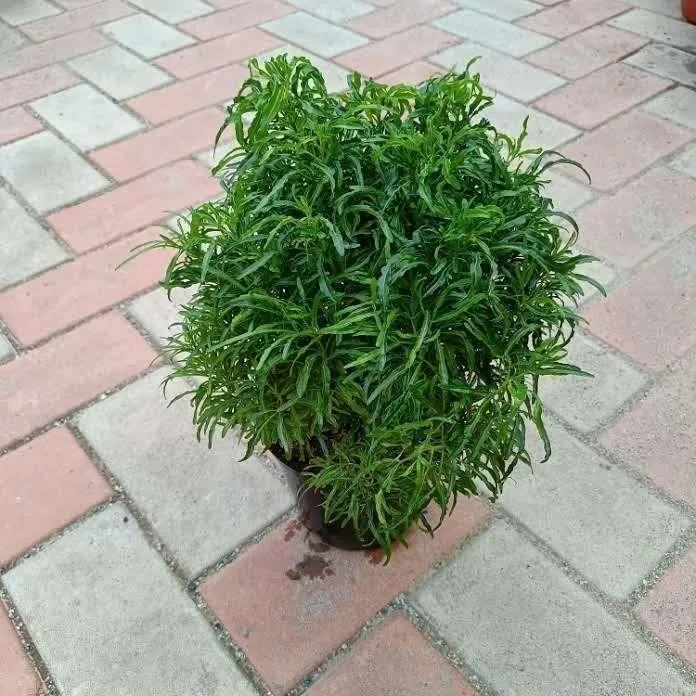 Chironji Croton Mini green in 6 Inch Nursery Pot