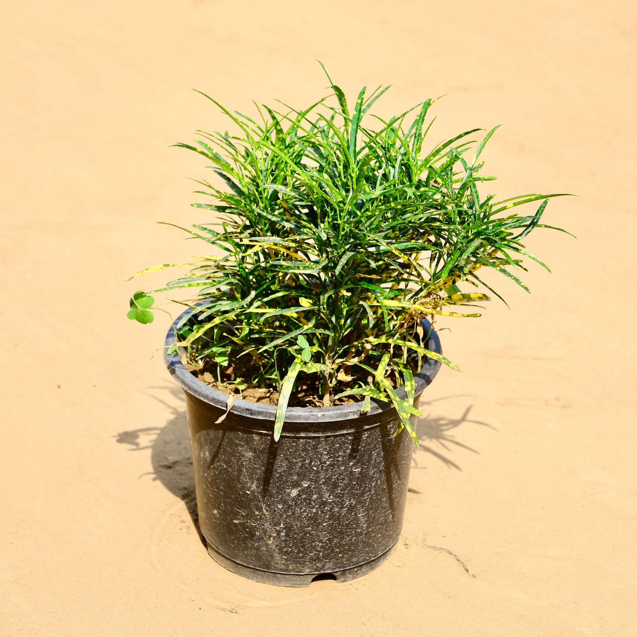 Chironji Croton Mini Green in 8 Inch Nursery Pot