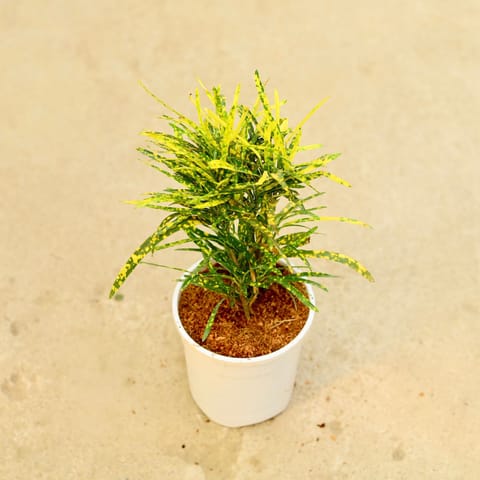 Chironji Croton in 5 Inch White Nursery Pot
