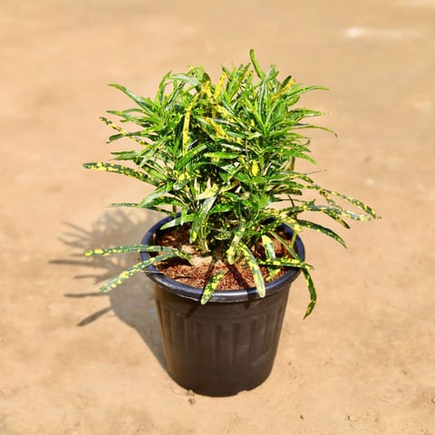 Chironji Croton in 6 inch Black Super Nursery Pot