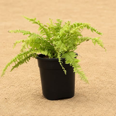 Two Fern Golden in 6 Inch Black Nursery Pot