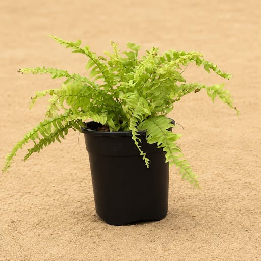 Two Fern Golden in 6 Inch Black Nursery Pot