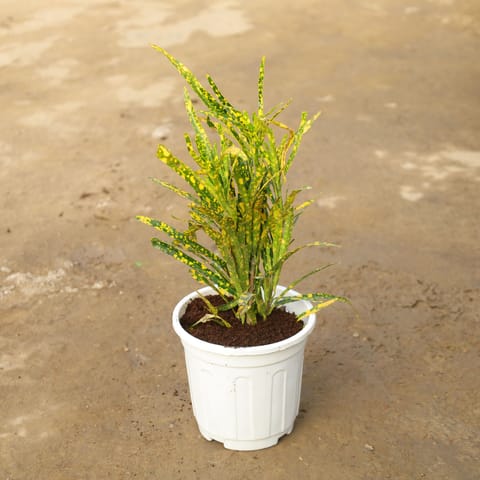 Chironji Croton in 6 Inch Nursery Pot