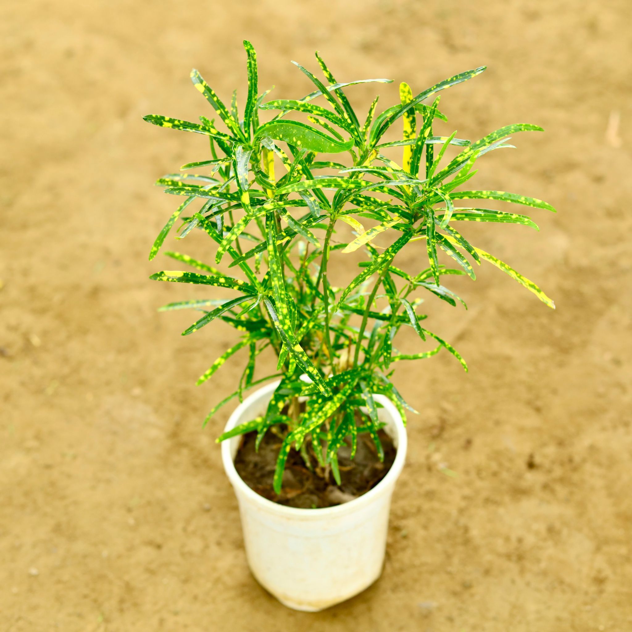 Chironji croton in 6 Inch Nursery Pot