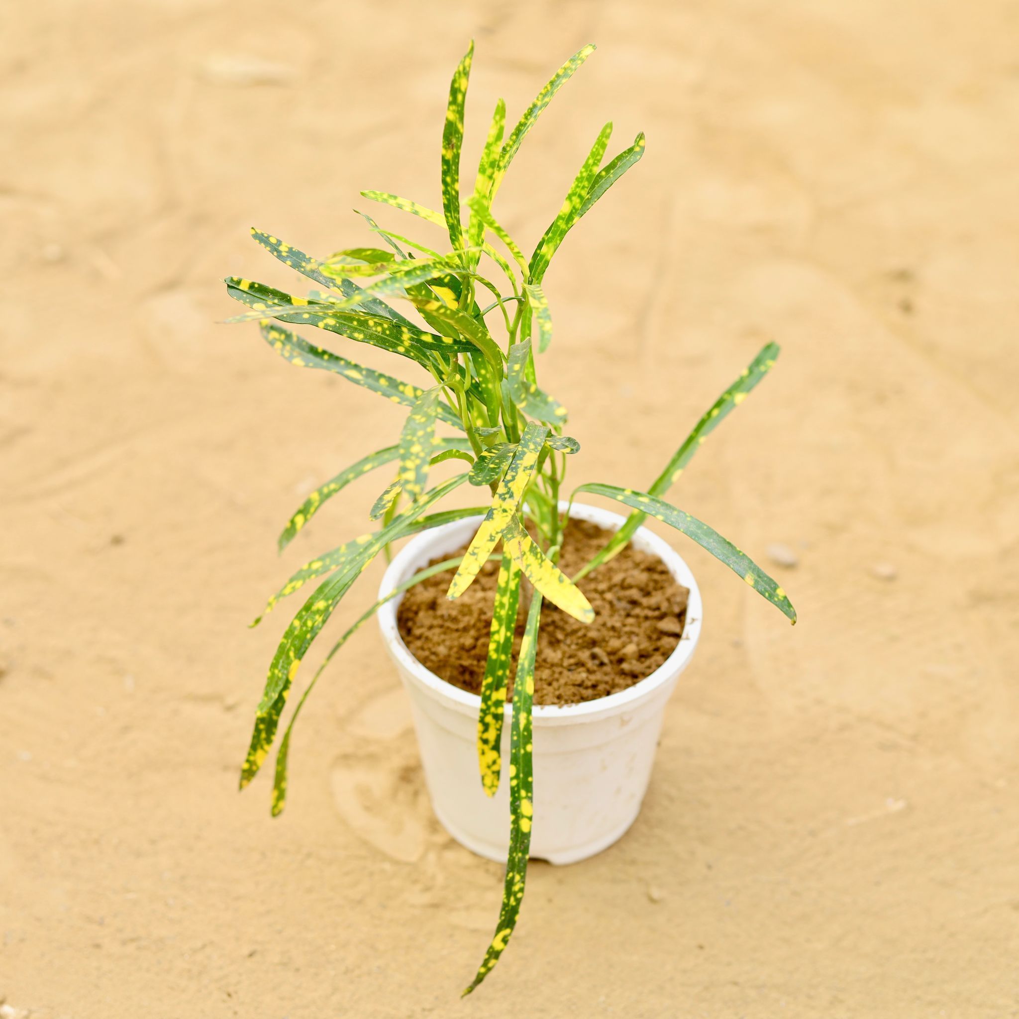 Chironji Croton in 4 inch White Nursery Pot