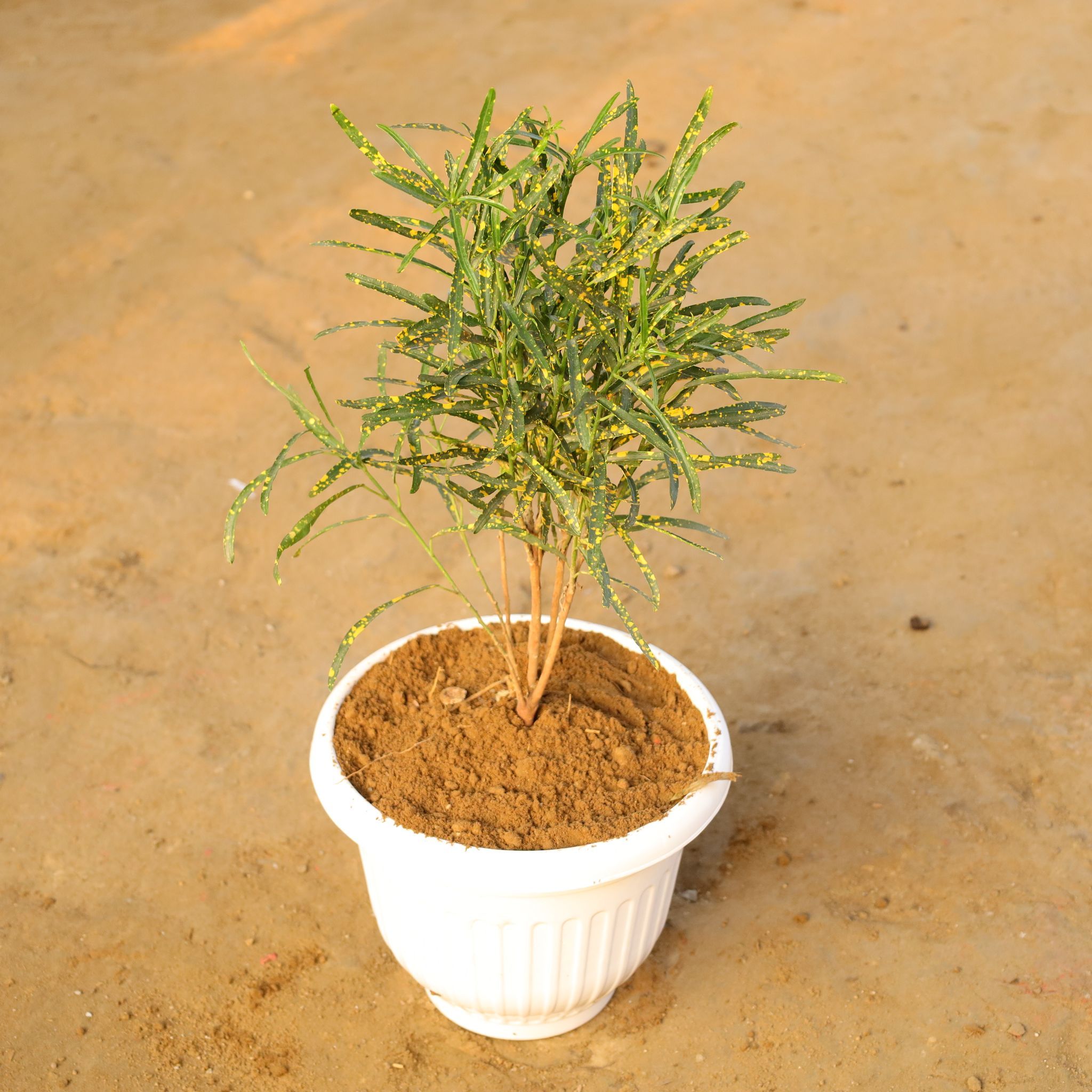 Chironji Croton in 10 Inch White Olive Plastic Pot