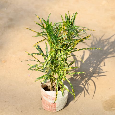 Chironji Croton in 4 Inch Nursery bag