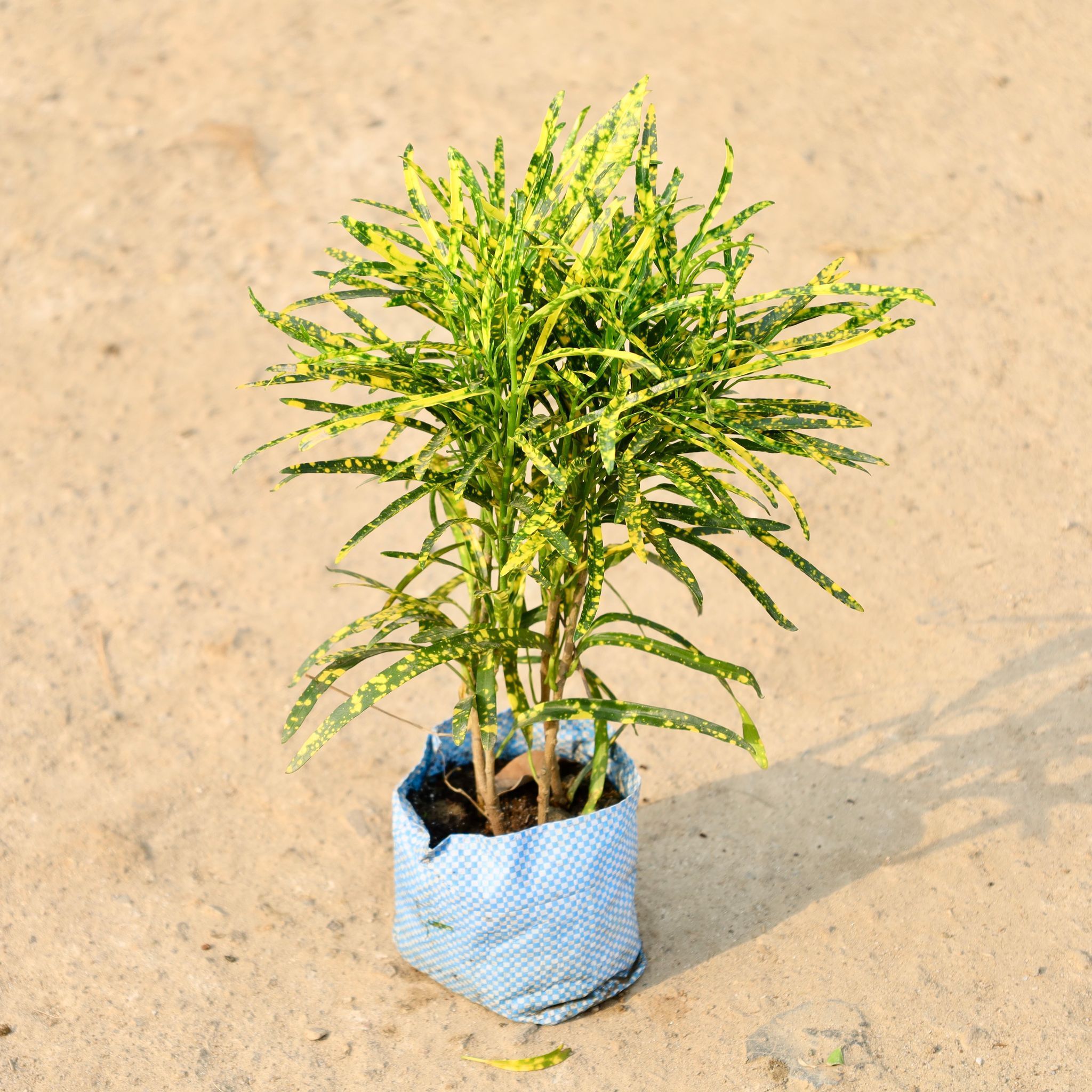 Air Purifying - Chironji Croton in 4 Inch Nursery Bag