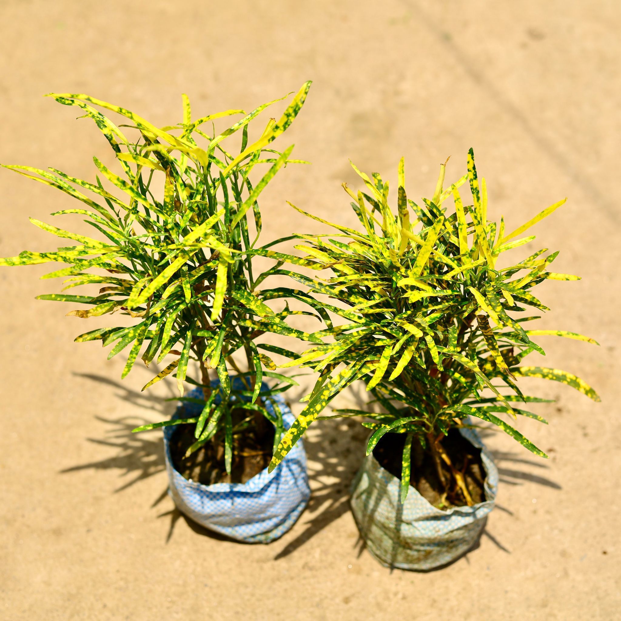 Air Purifying - Set of 2 - Chironji Croton in 4 Inch Nursery Bag