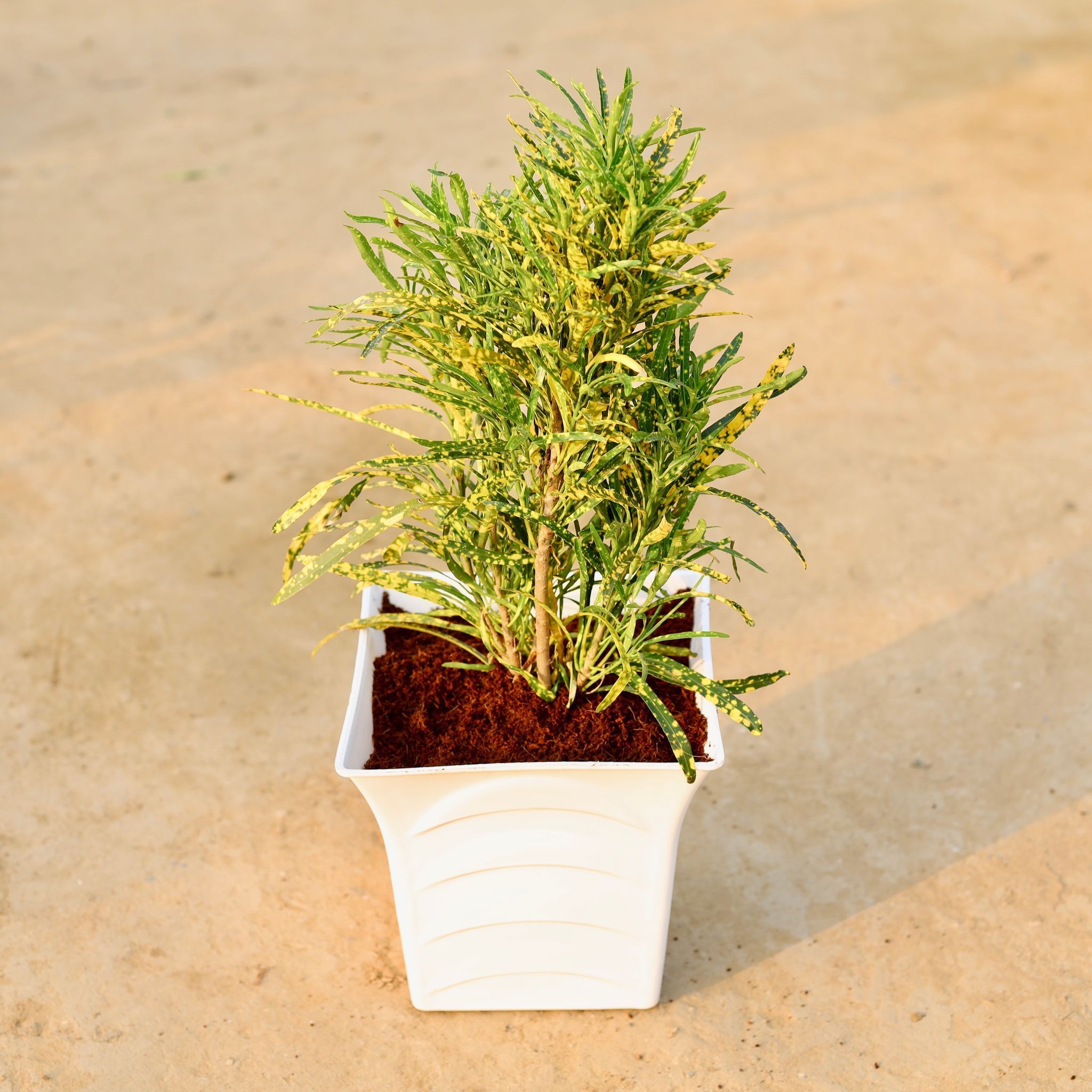 Chironji Croton Bushy in 08 Inch White Premium Pragati Square Plastic Pot