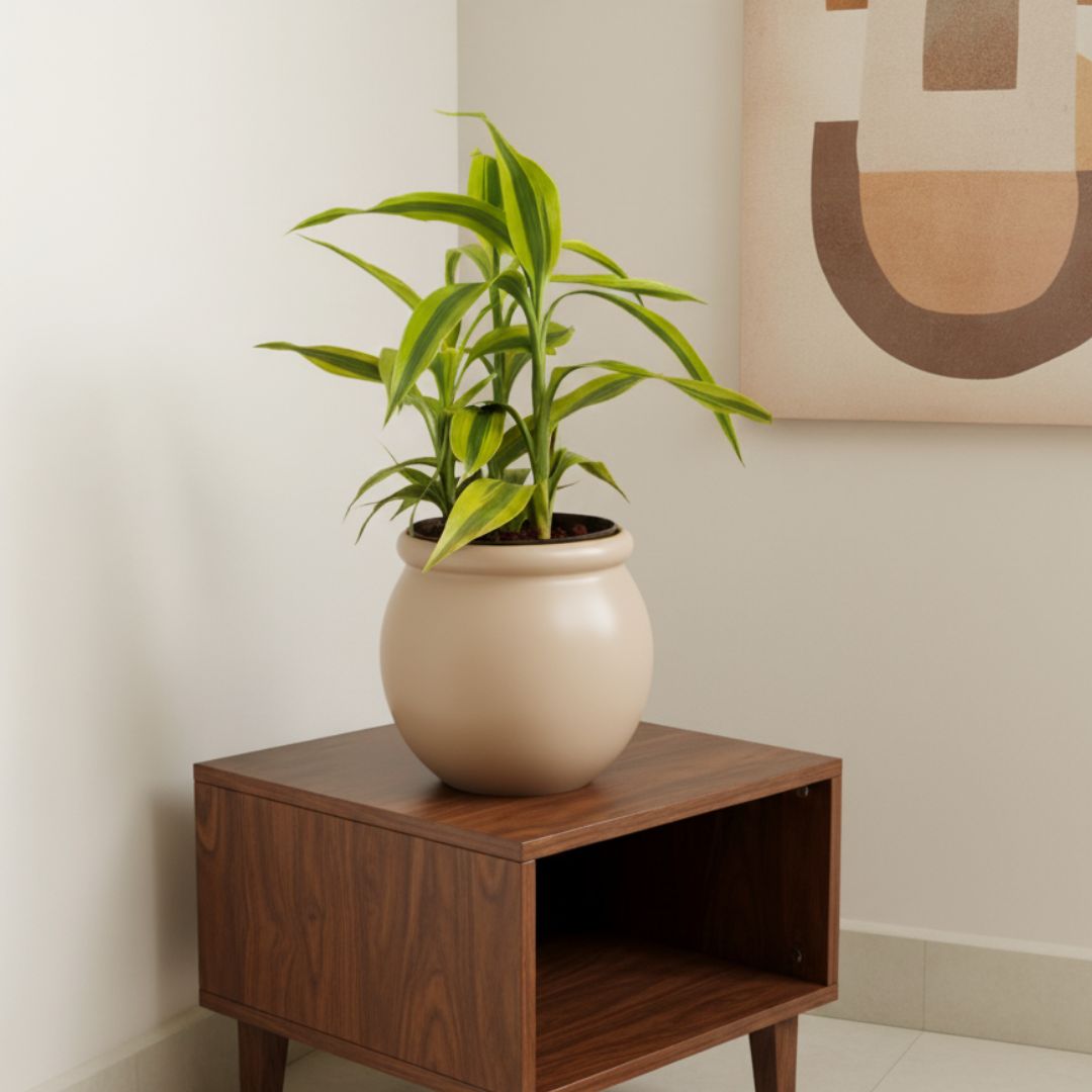 Soil Bamboo in 6 Inch Creme Classy Handi Ceramic Pot