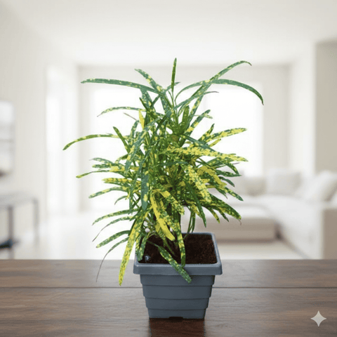 Chironji Croton Gold Star in 4 Inch Grey Premium Square Plastic Pot