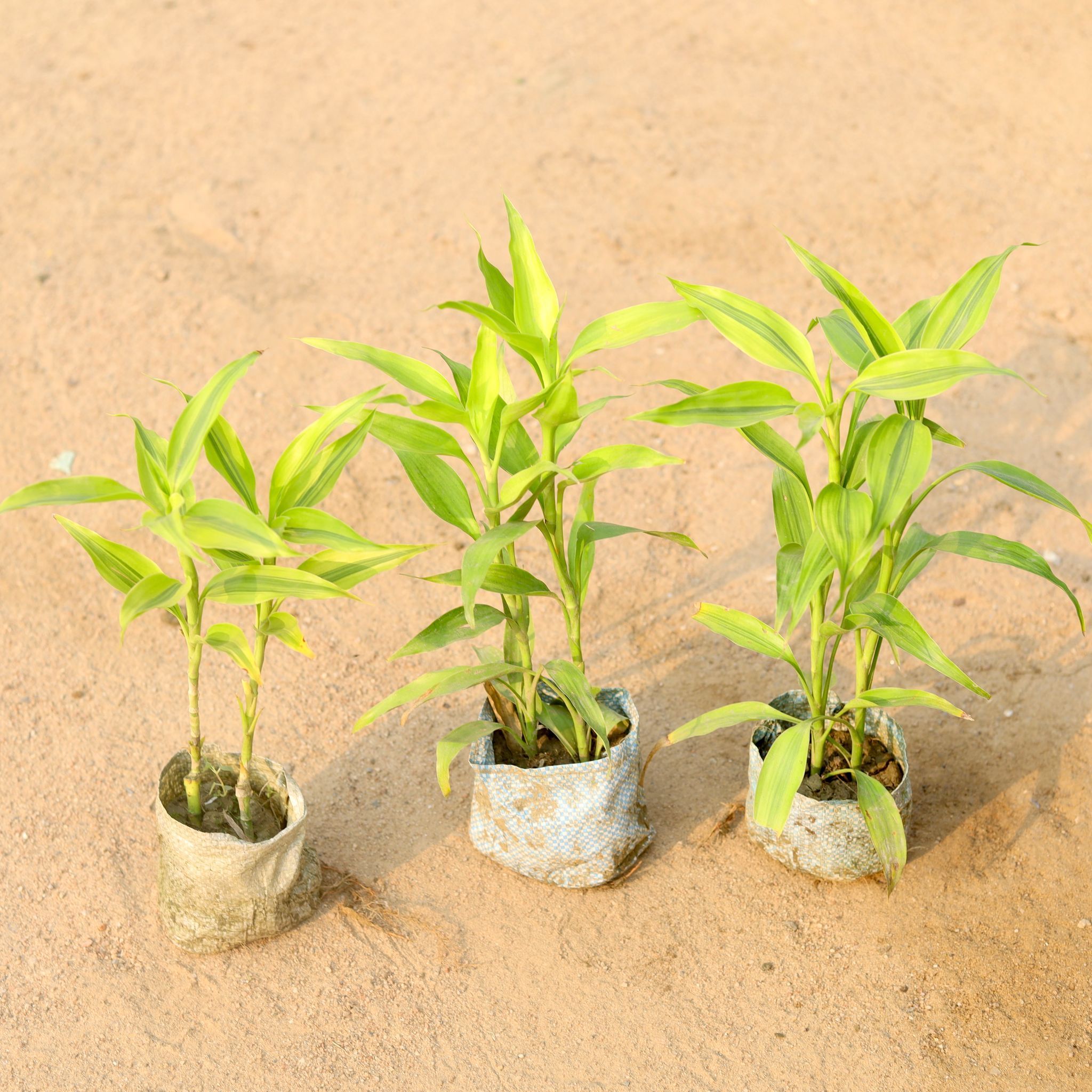 Set of 3 - Golden Lucky Bamboo in 5 Inch Nursery Bag