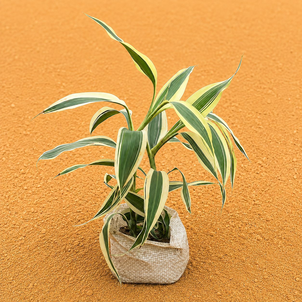 Soil Bamboo / Lucky Bamboo White in 4 Inch Nursery Bag