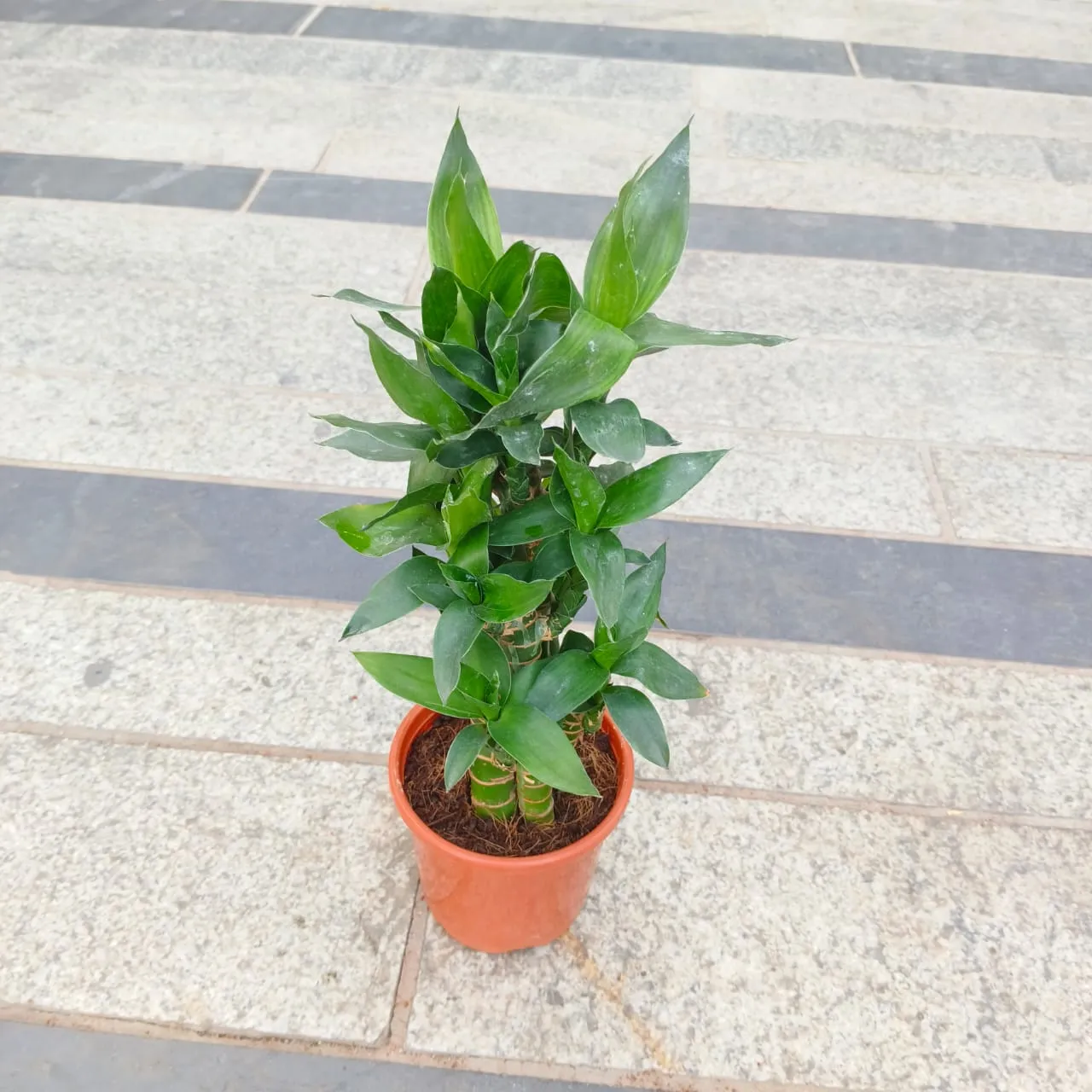 Soil Bamboo in 4 Inch Nursery Pot