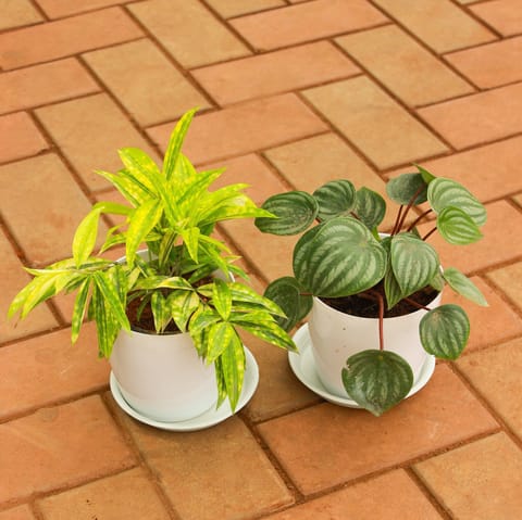 Set of 2 - (Yellow Milky Bamboo & Peperomia / Radiator Plant Green) in 5 Inch White Premium Sphere Plastic Pot With Tray