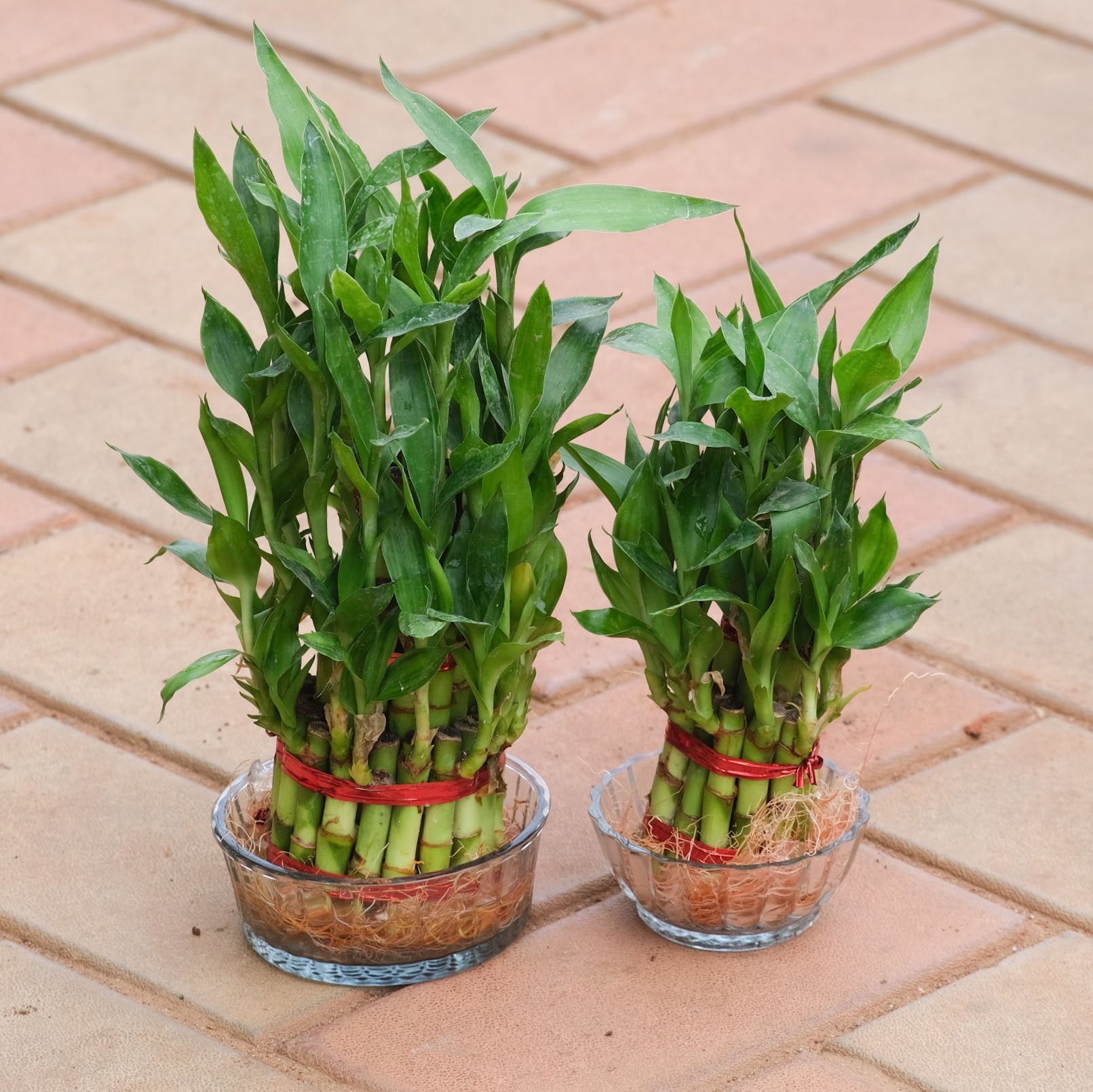 Set of 2 - 2 & 3 Layer Lucky Bamboo in Inch Glass Bowl