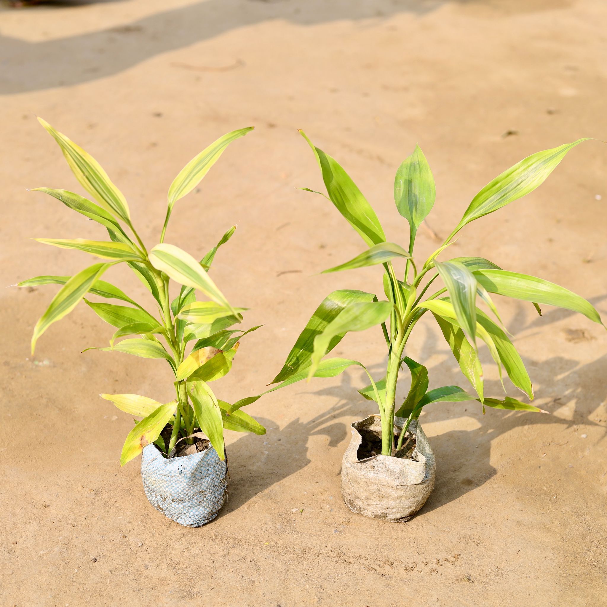 Set of 2 - Golden Lucky Bamboo in 4 inch Nursery Bag