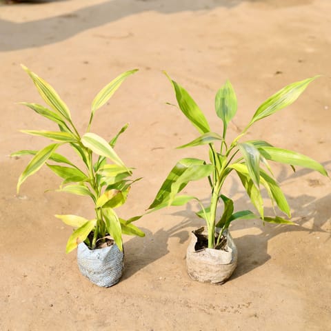 Set of 2 - Golden Lucky Bamboo in 4 inch Nursery Bag