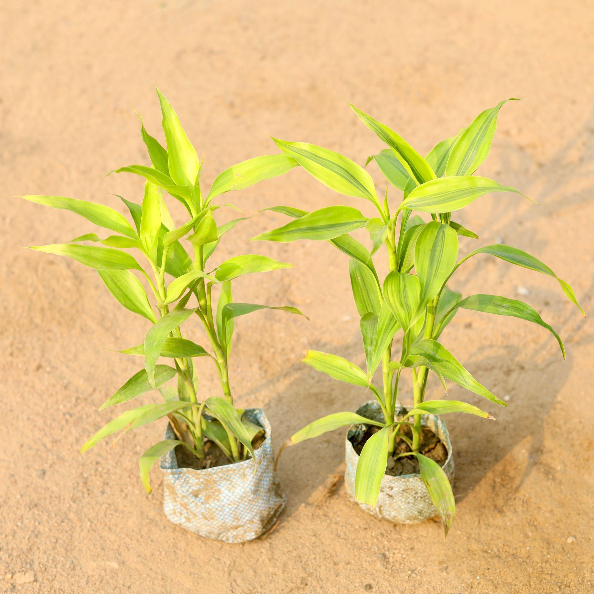 Set of 2 - Golden Lucky Bamboo in 5 Inch Nursery Bag