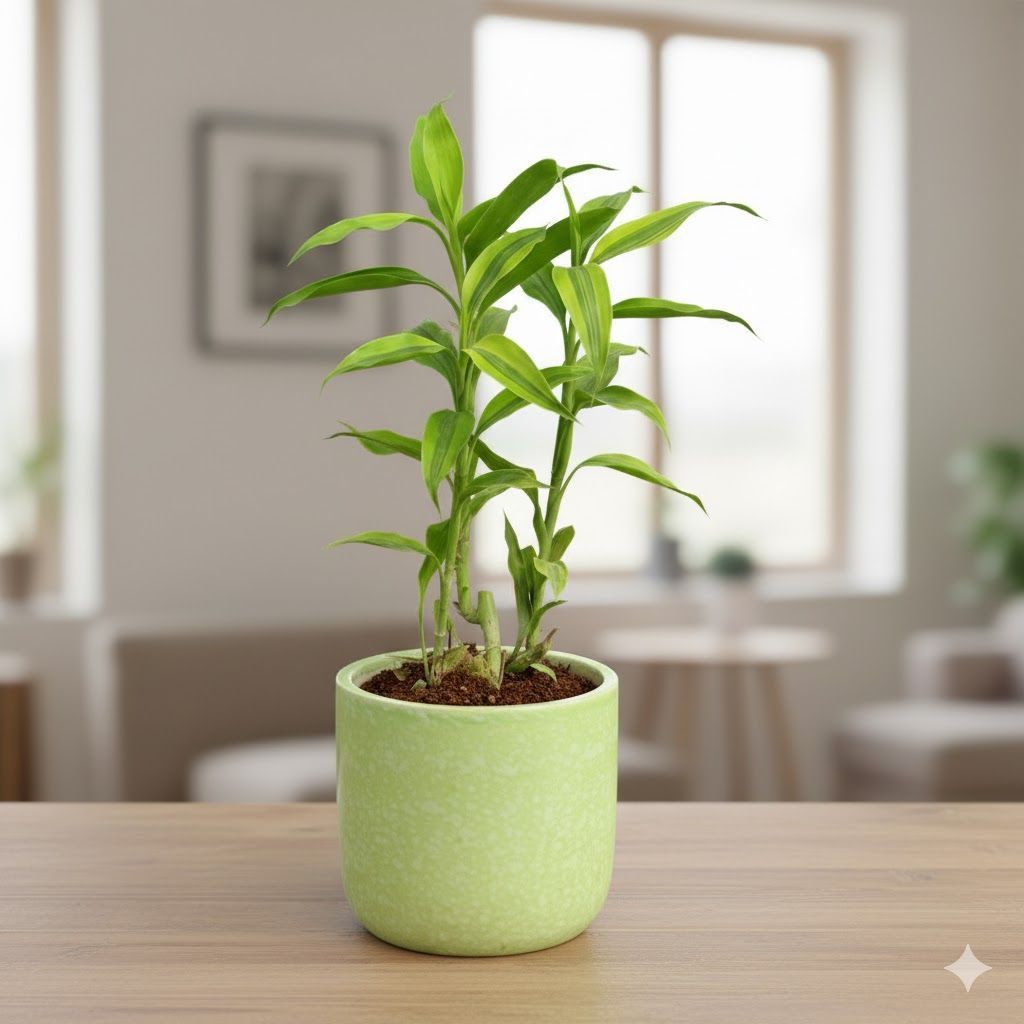 Lucky Bamboo in 6 Inch Green Classy Cup Ceramic Pot