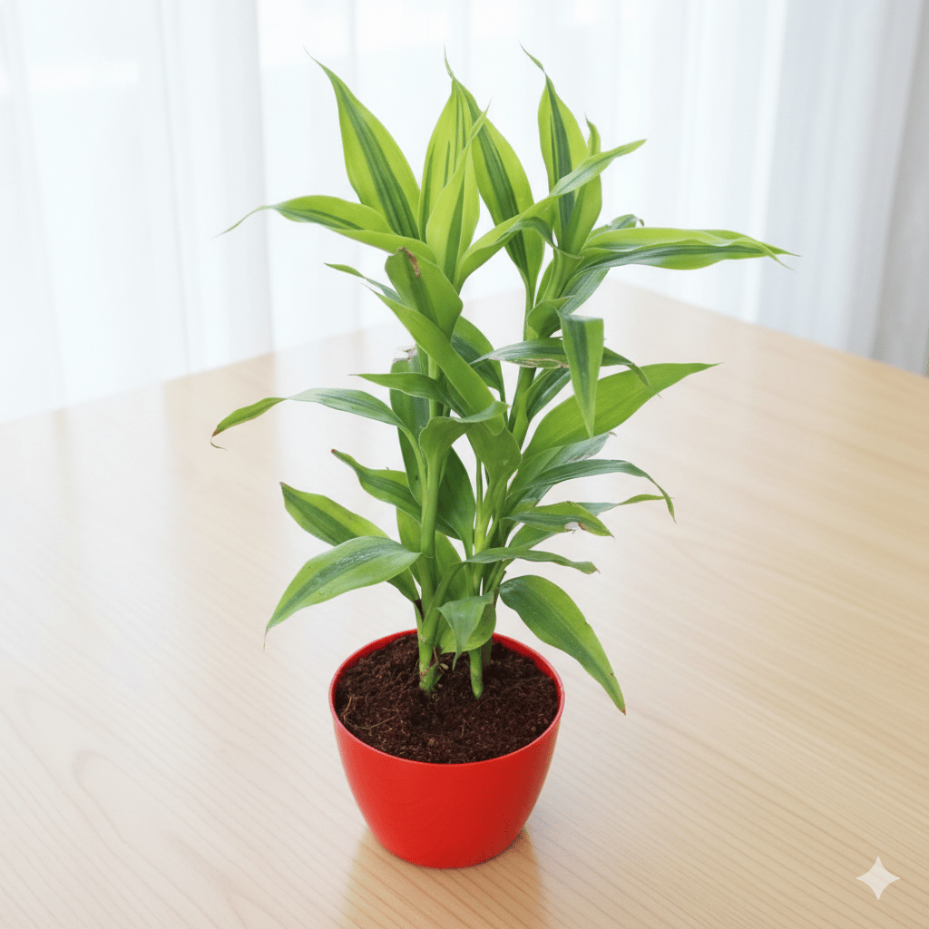 Lucky Bamboo in 4 Inch Red Premium Orchid Round Plastic Pot