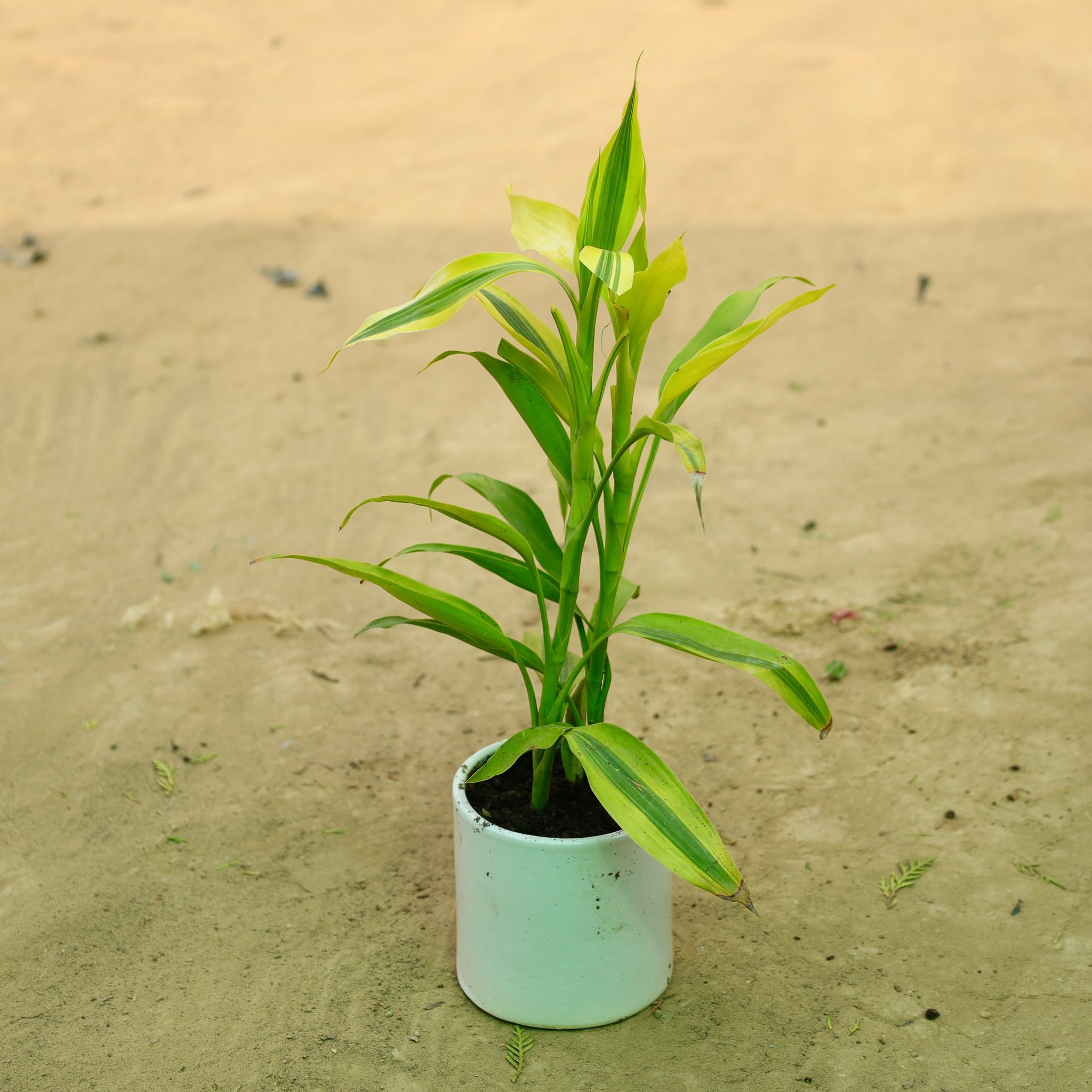 Lucky Bamboo in 4 Inch White Pipe Designer Ceramic Pot