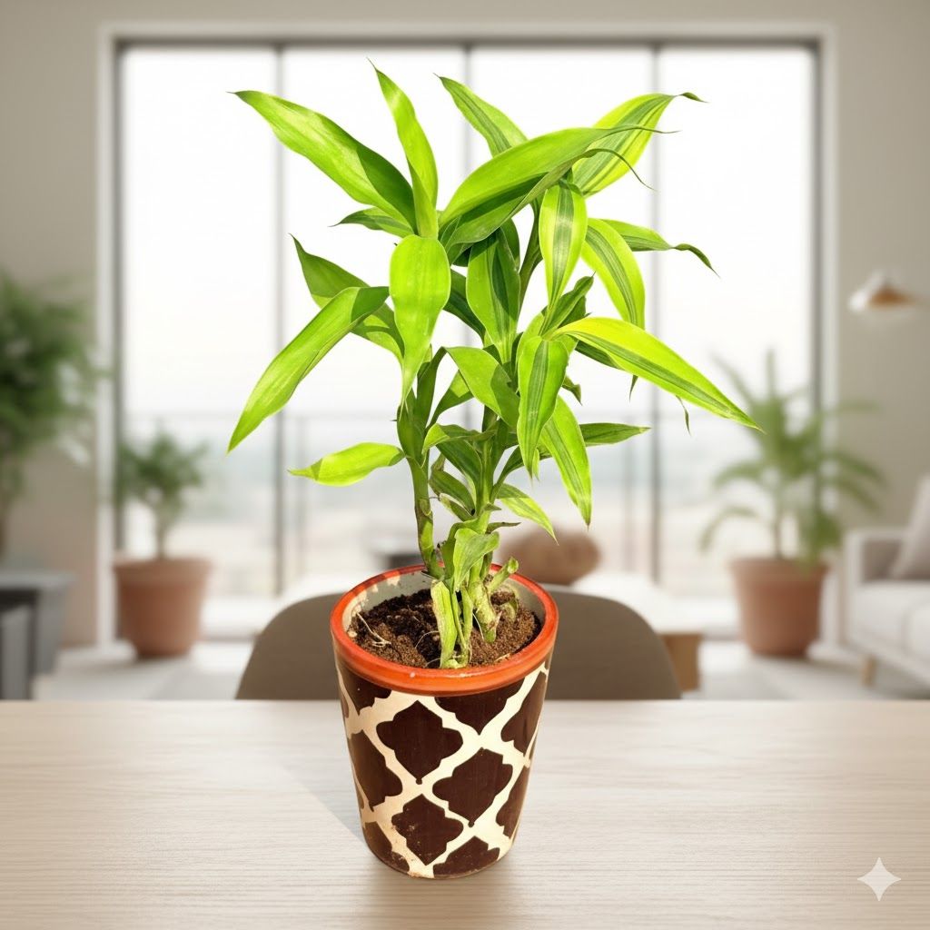 Lucky Bamboo in 5 Inch Black Moroccan Designer Balti Shaped Ceramic Pot