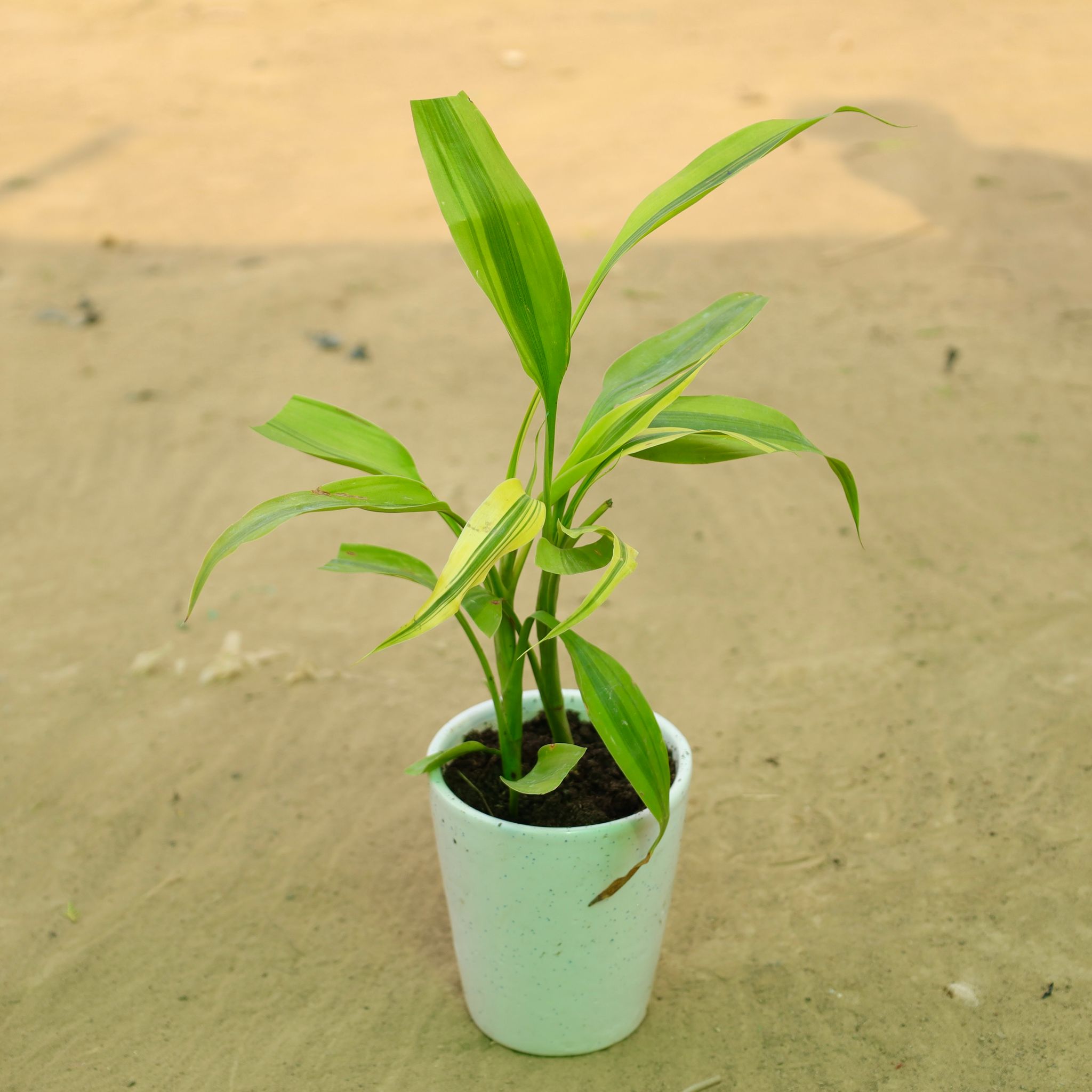 Lucky Bamboo in 5 Inch White Balti Glass Ceramic Planter