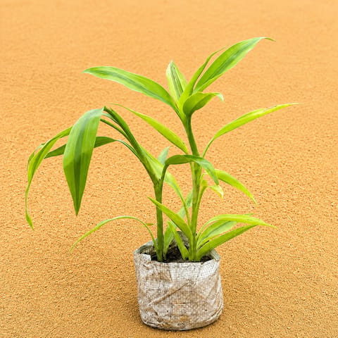 Lucky Bamboo Golden in 4 Inch Nursery Bag