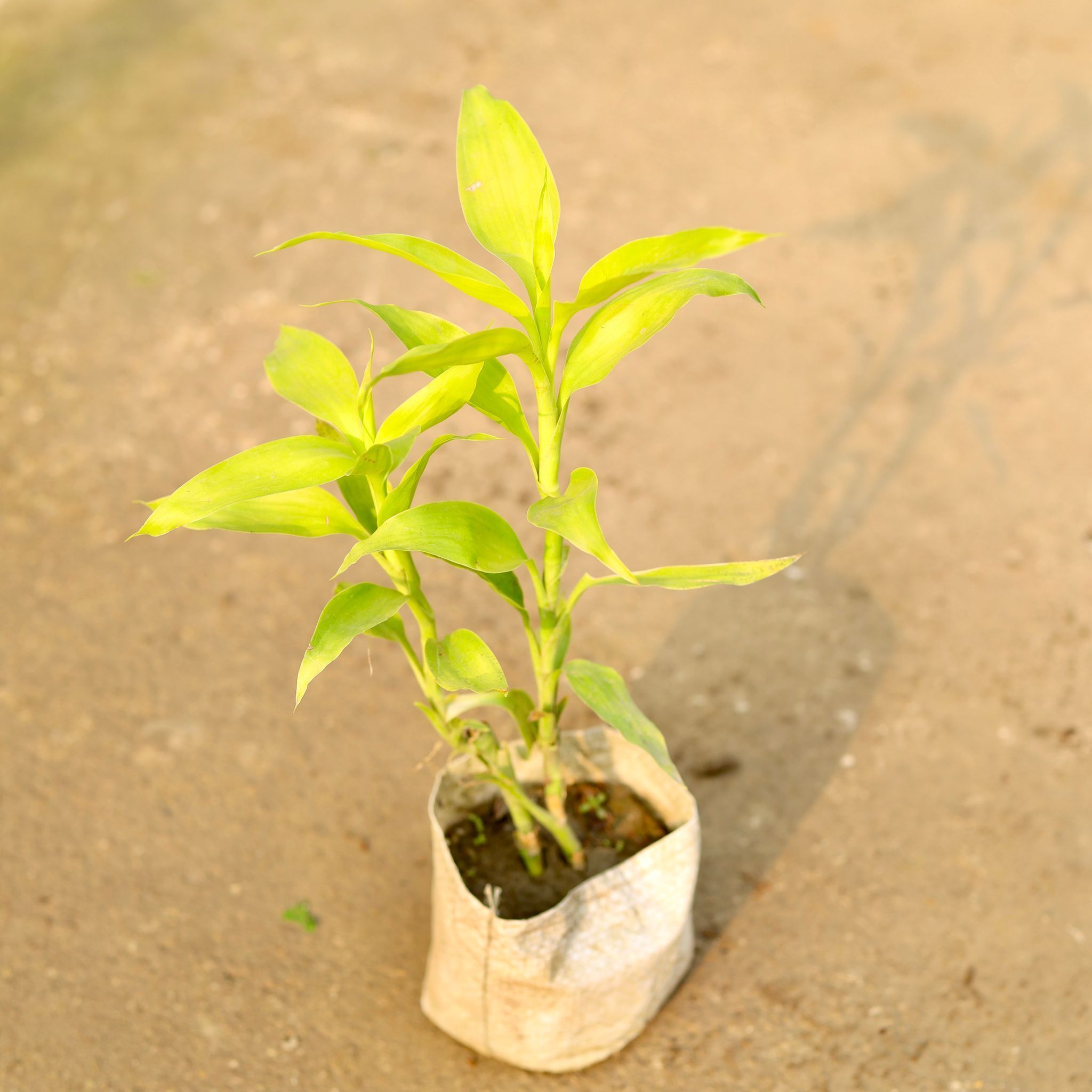 Lucky Bamboo Golden in 4 Inch Nursery Bag