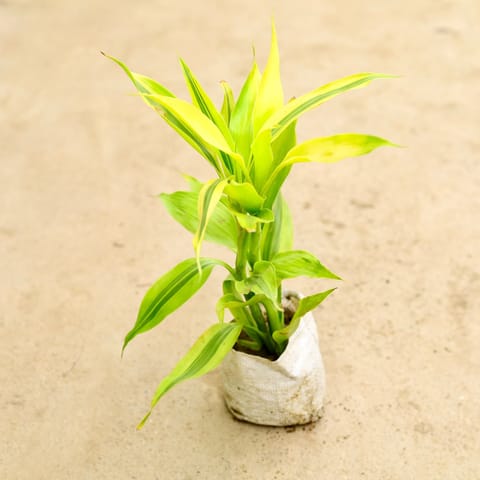 Lucky Bamboo Golden in 4 Inch Nursery Bag