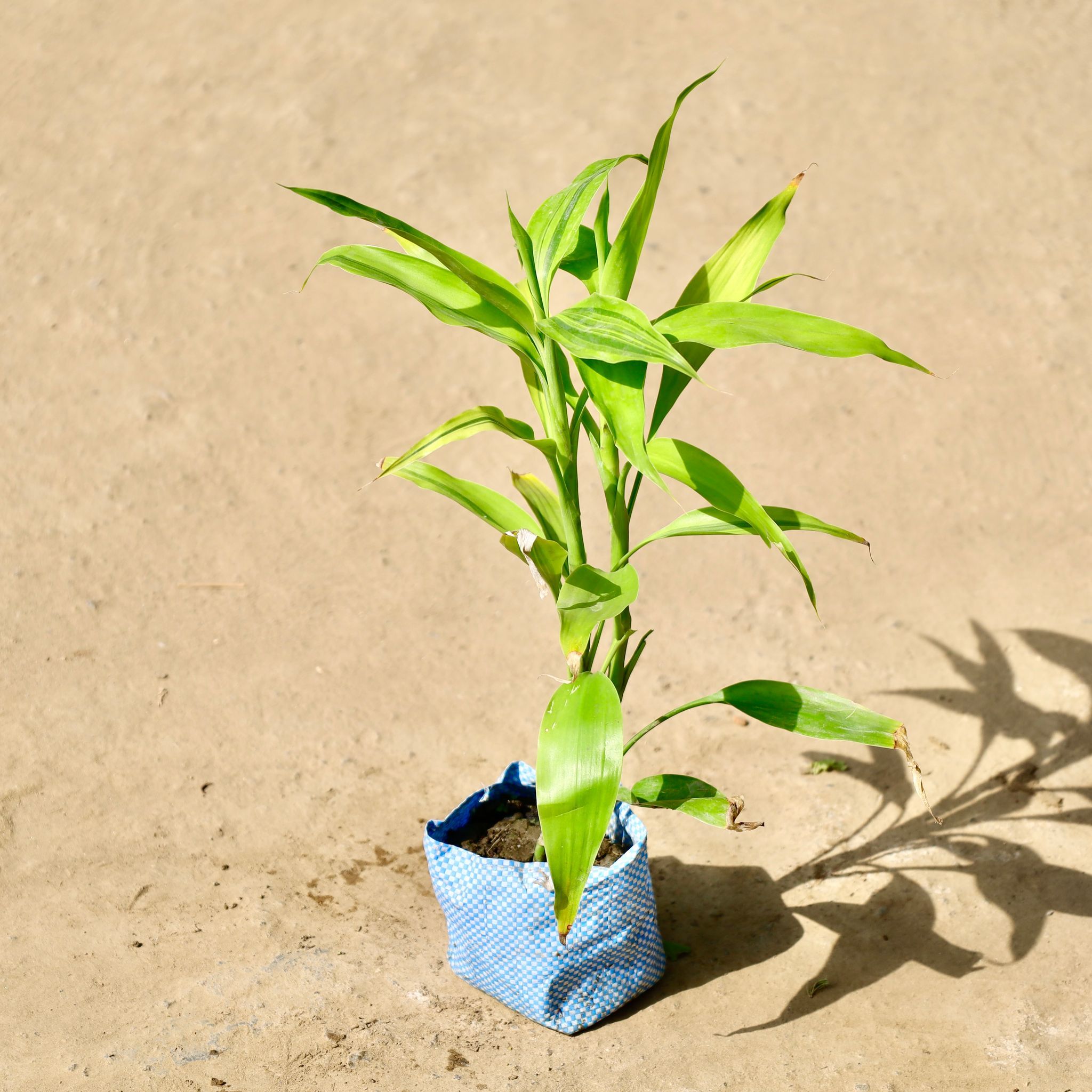 Lucky Bamboo in 4 inch Nursery Bag