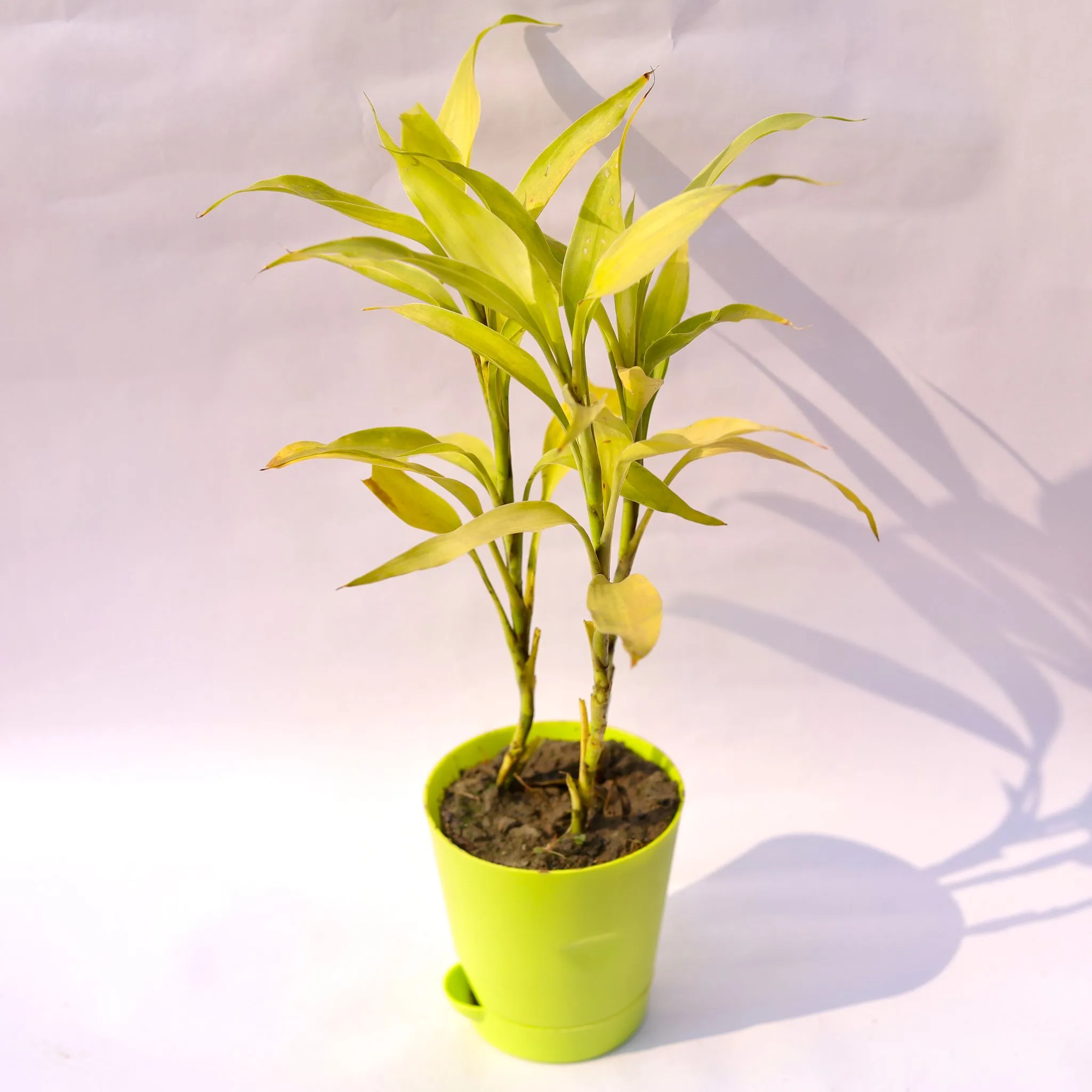 Lucky Bamboo Golden in 4 Inch Green Florence Self Watering Pot