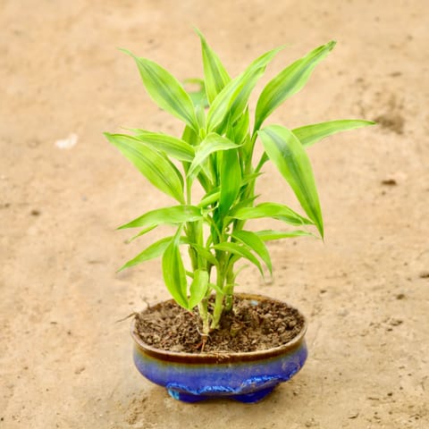 Golden Lucky Bamboo in 6 Inch 4 X 6 Inch Oval Ceramic Bonsai Planter
