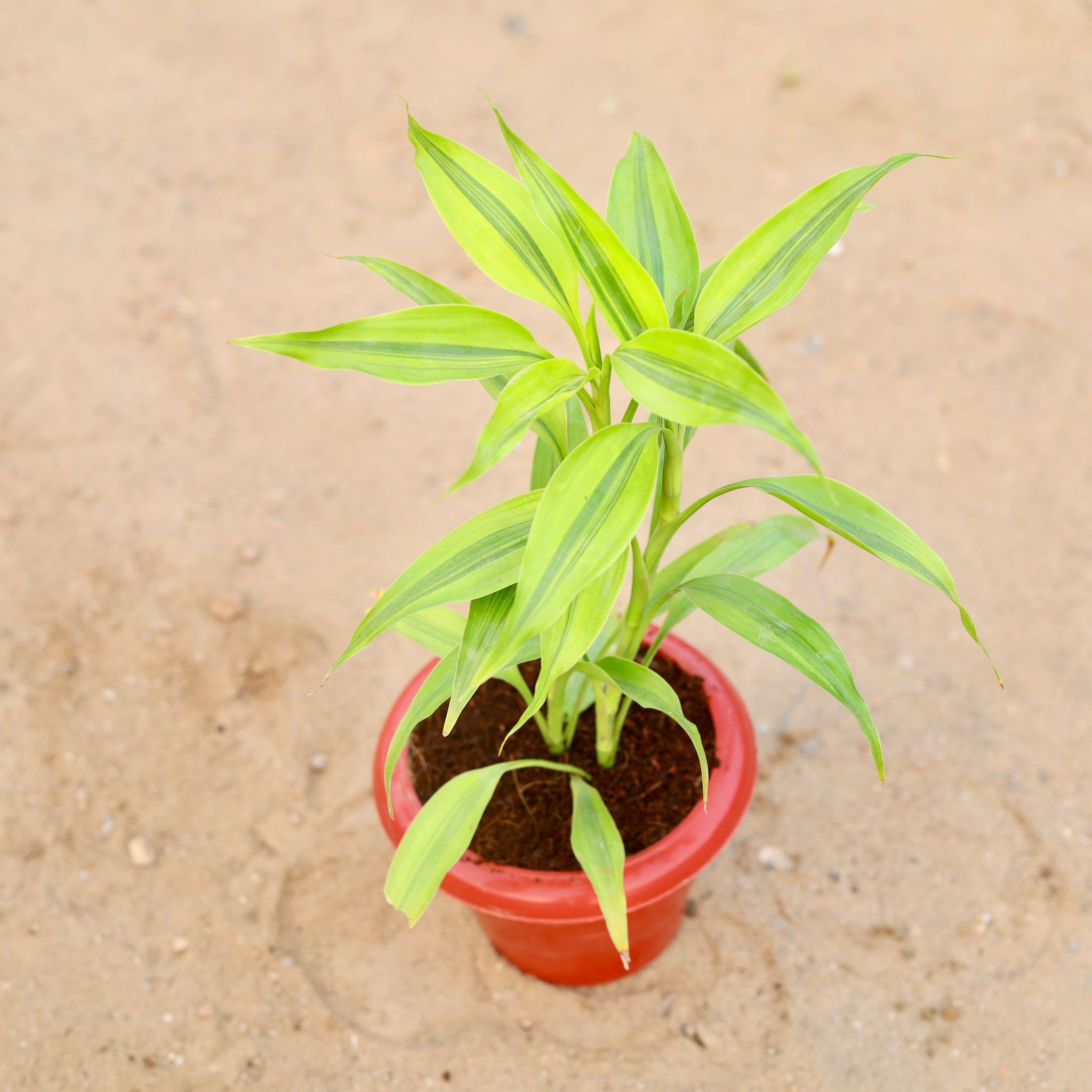 Golden Lucky Bamboo in 6 Inch Classy Red Plastic Pot