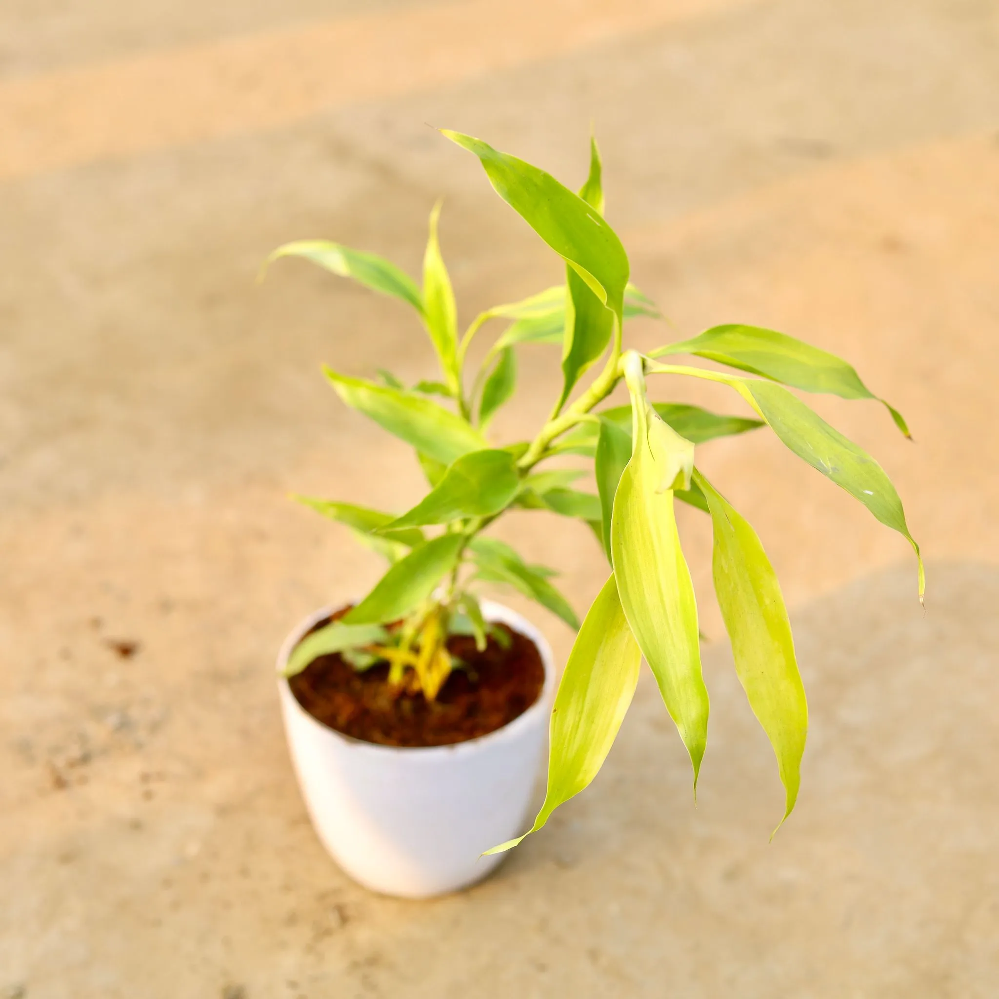 Golden Lucky Bamboo in 6 Inch White Premium Orchid Round Plastic Pot