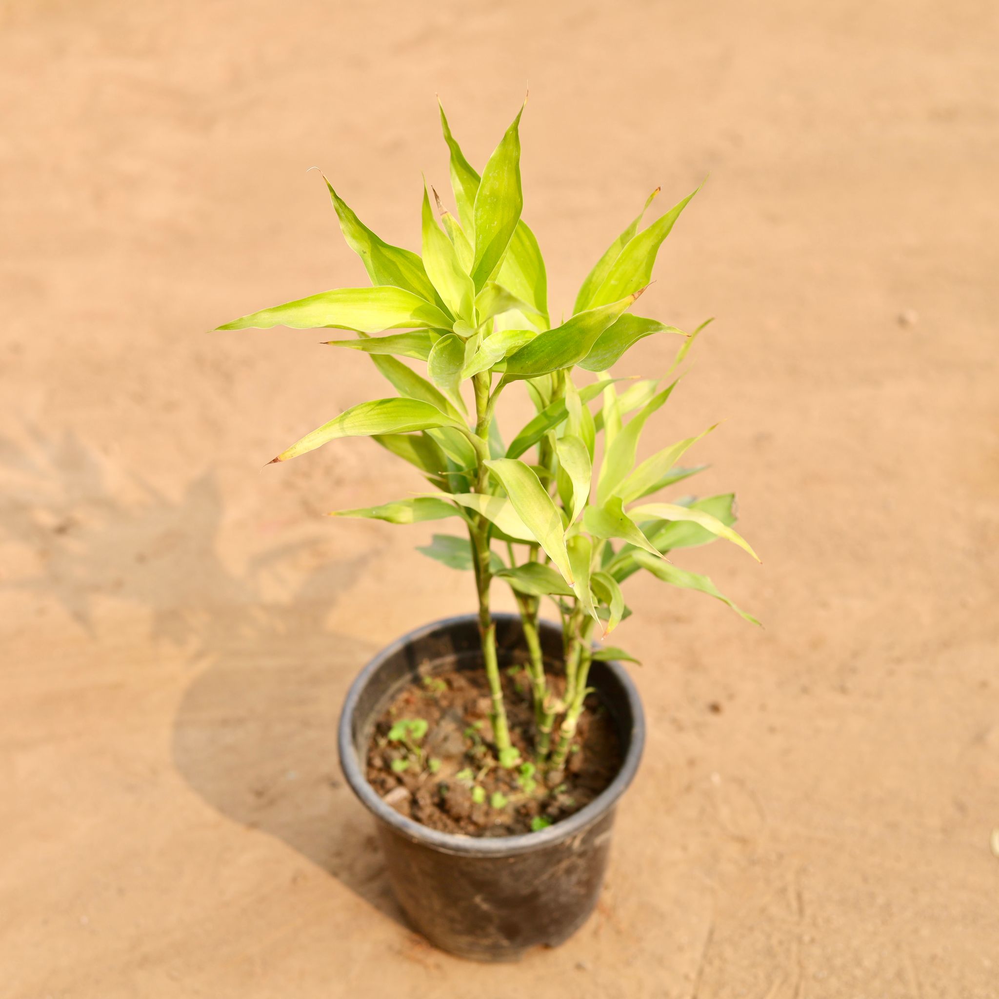 Golden Bamboo Plant in 6 Inch Nursery Pot
