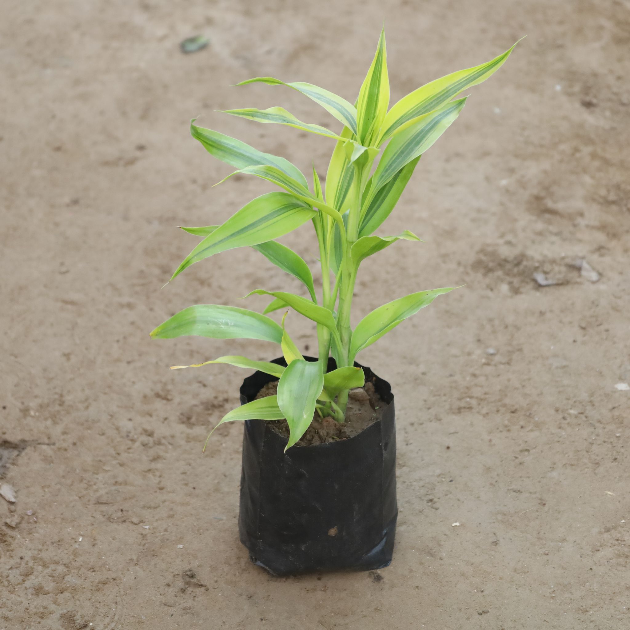 Golden Lucky Bamboo in 4 Inch Nursery Bag