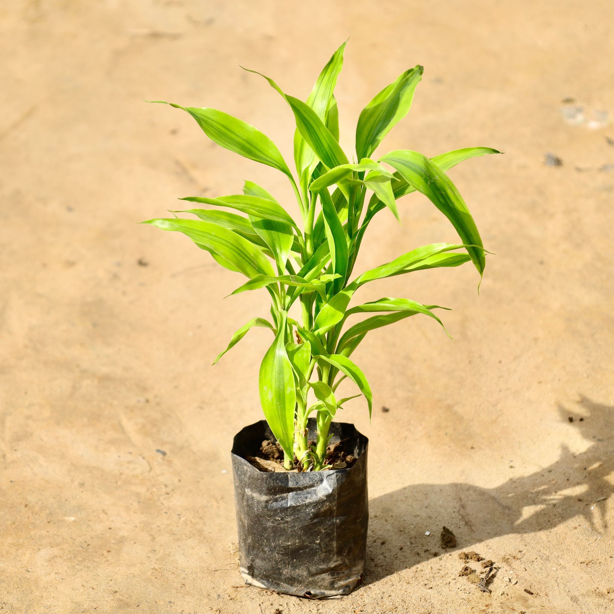 Golden Lucky Bamboo in 4 Inch Nursery Bag