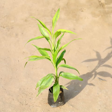 Golden Lucky Bamboo in 4 Inch Nursery bag