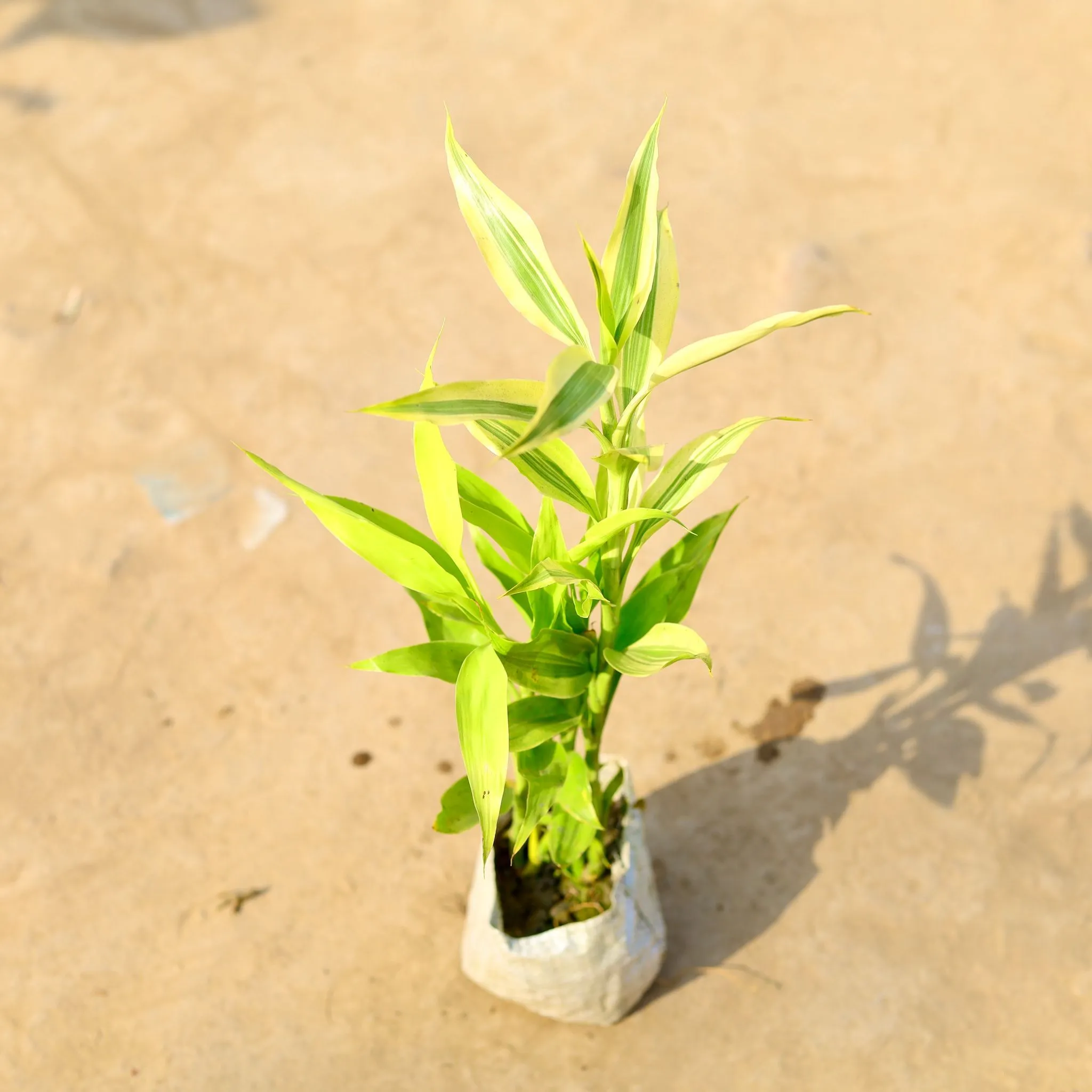 Golden Lucky Bamboo in 4 Inch Nursery Bag