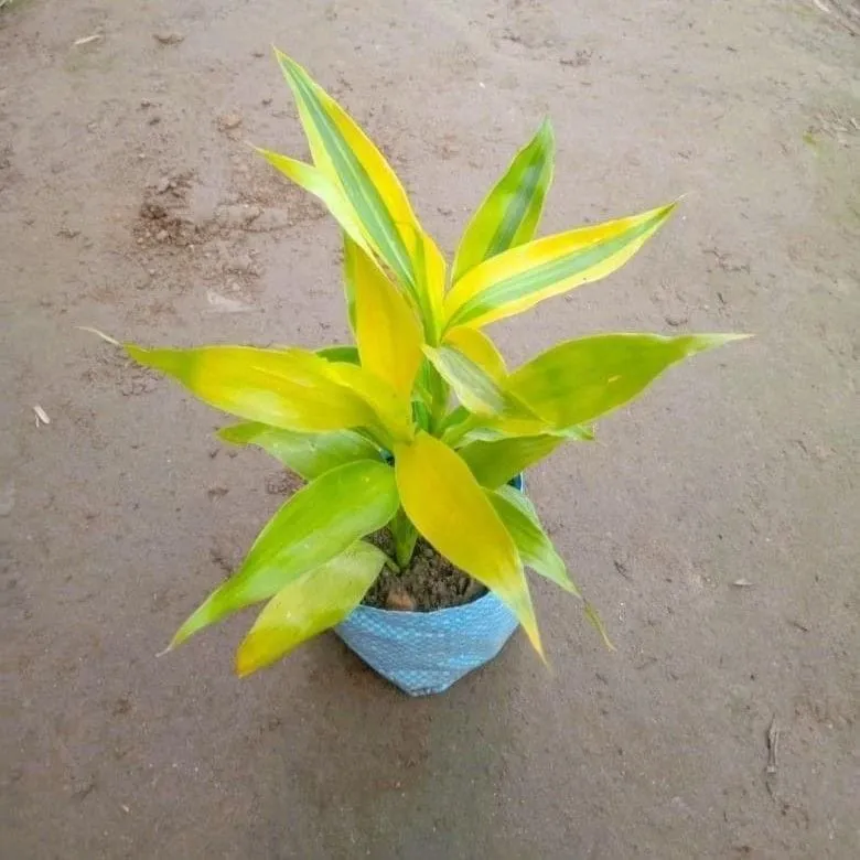 Golden Lucky Bamboo in 4 Inch Nursery Bag