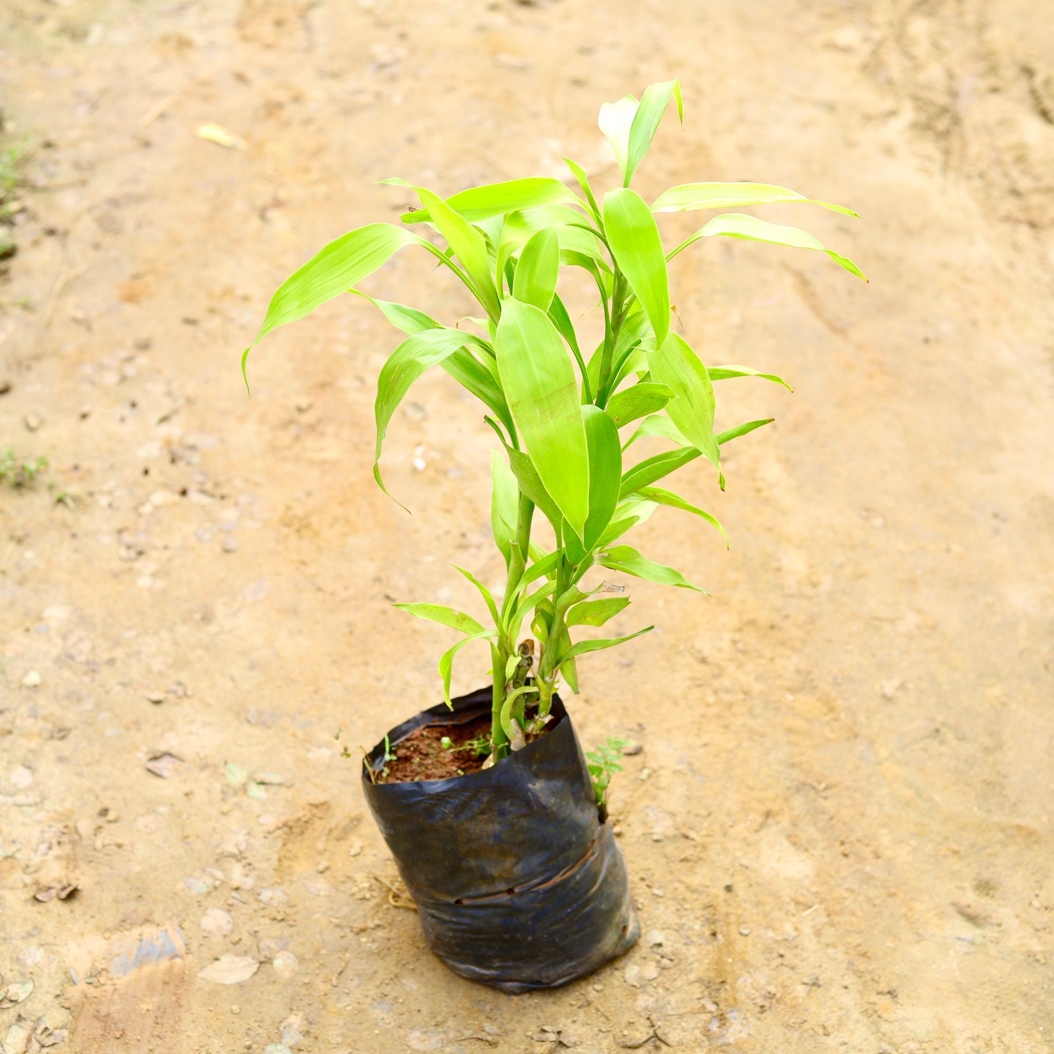 Golden Lucky Bamboo in 4 Inch Nursery Bag