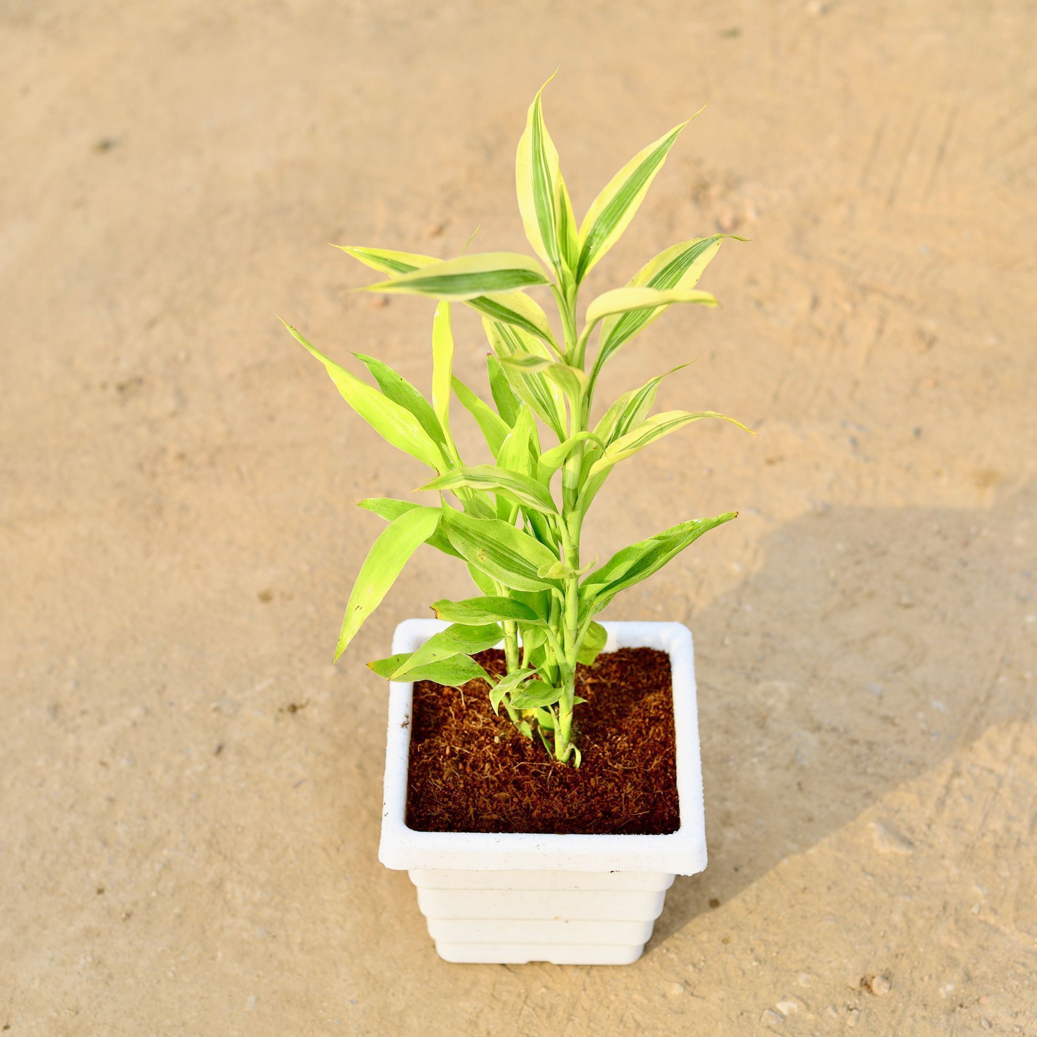 Golden Lucky Bamboo in 4 Inch White Marble Premium Orchid Square Plastic Pot