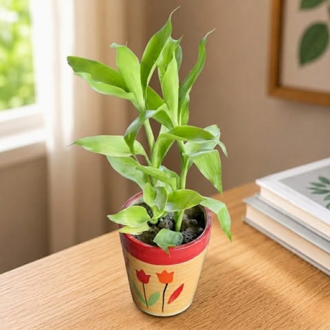 Gift Ready - Golden Lucky Bamboo in 5 Inch Ceramic Pot (Any Design,Colour)
