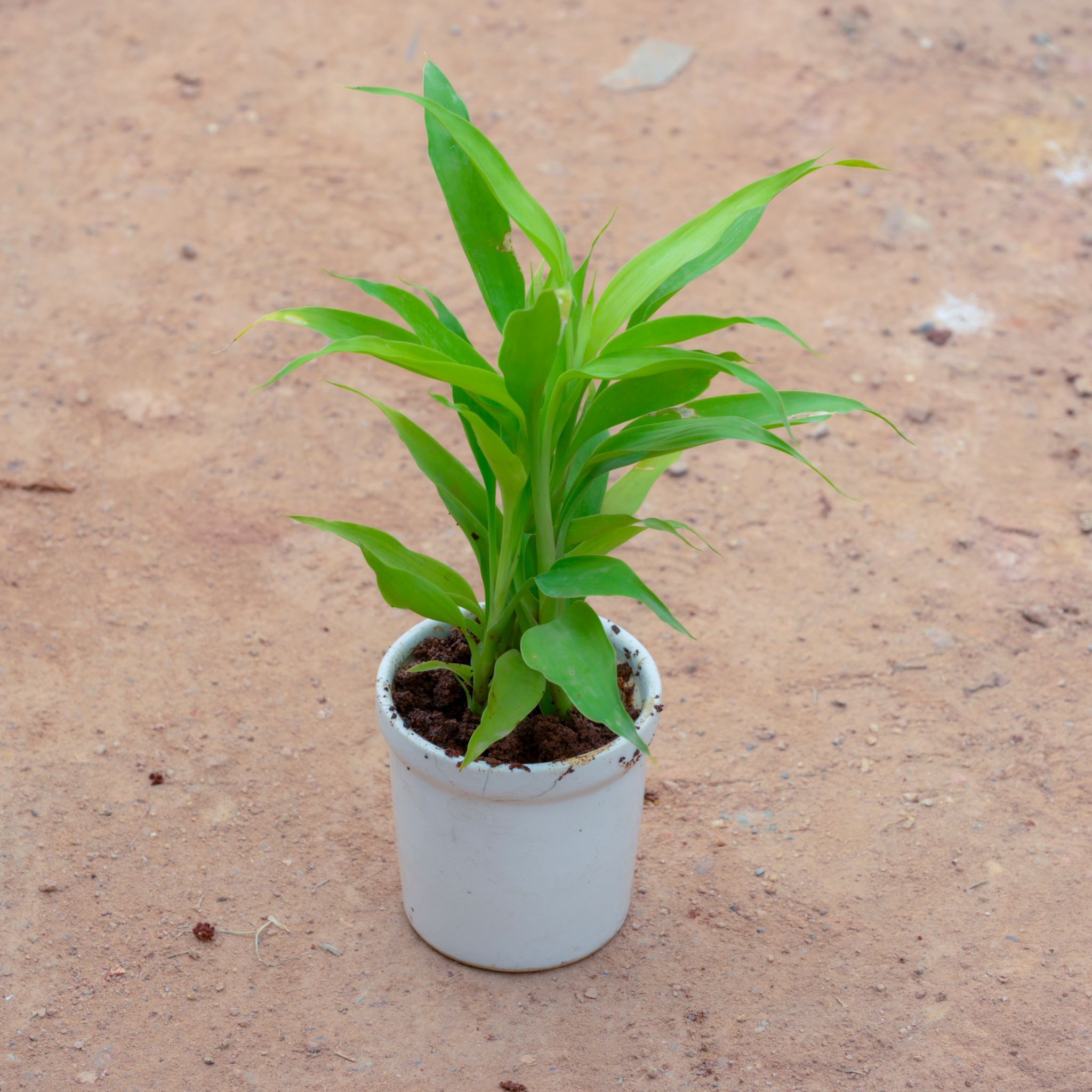 Gift Ready - Lucky Bamboo Golden in 4 Inch White Classy Cylindrical Ceramic Pot