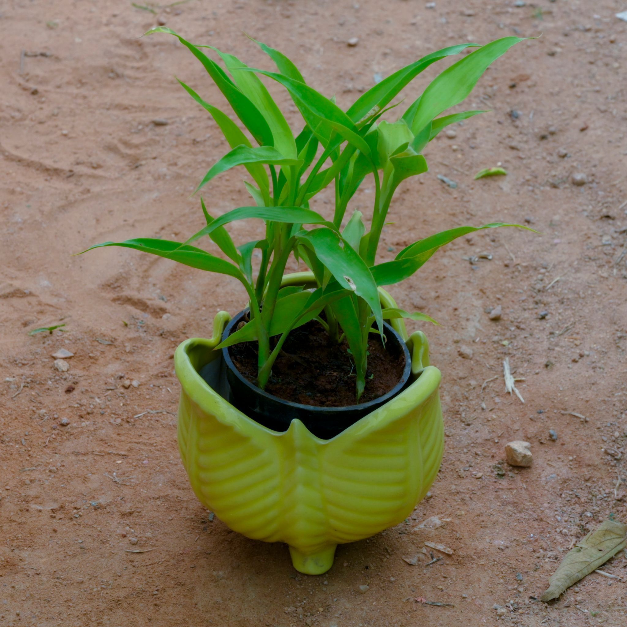 Lucky Bamboo Golden in 5 Inch Yellow Leg Designer Ceramic Pot (Any Design)