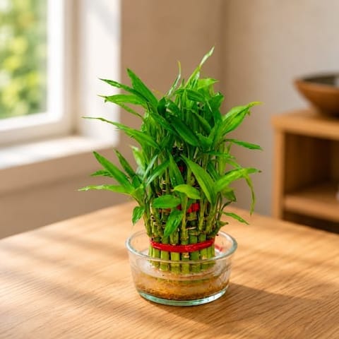 Gift Ready - Lucky Bamboo Two Layer in Glass Bowl