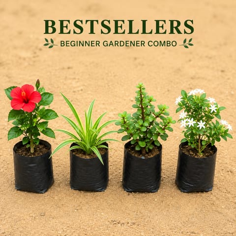 Bestseller Combo- Set of 4 - Star Jasmine, Spider, Jade & Hibiscus Dwarf in 4 inch Nursery Bag | Beginner Gardener